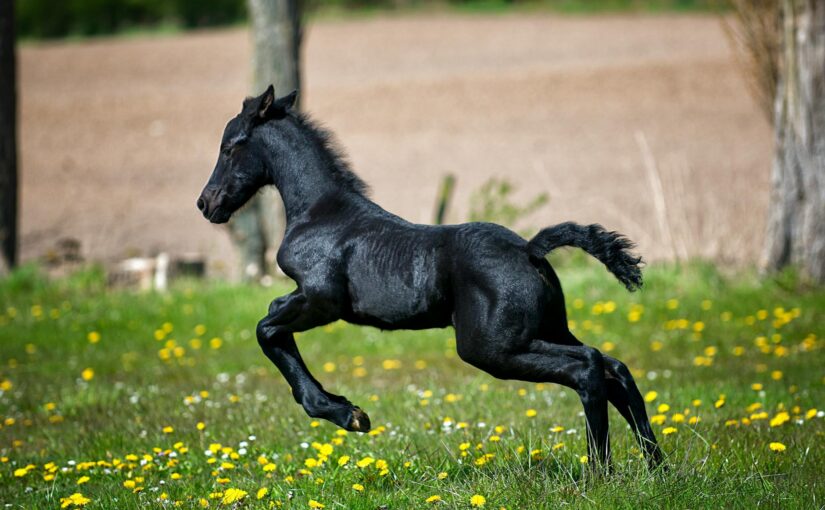 black horse running on grass field with flowers